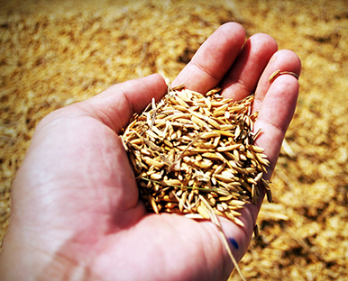 Cultivation of fodder plants