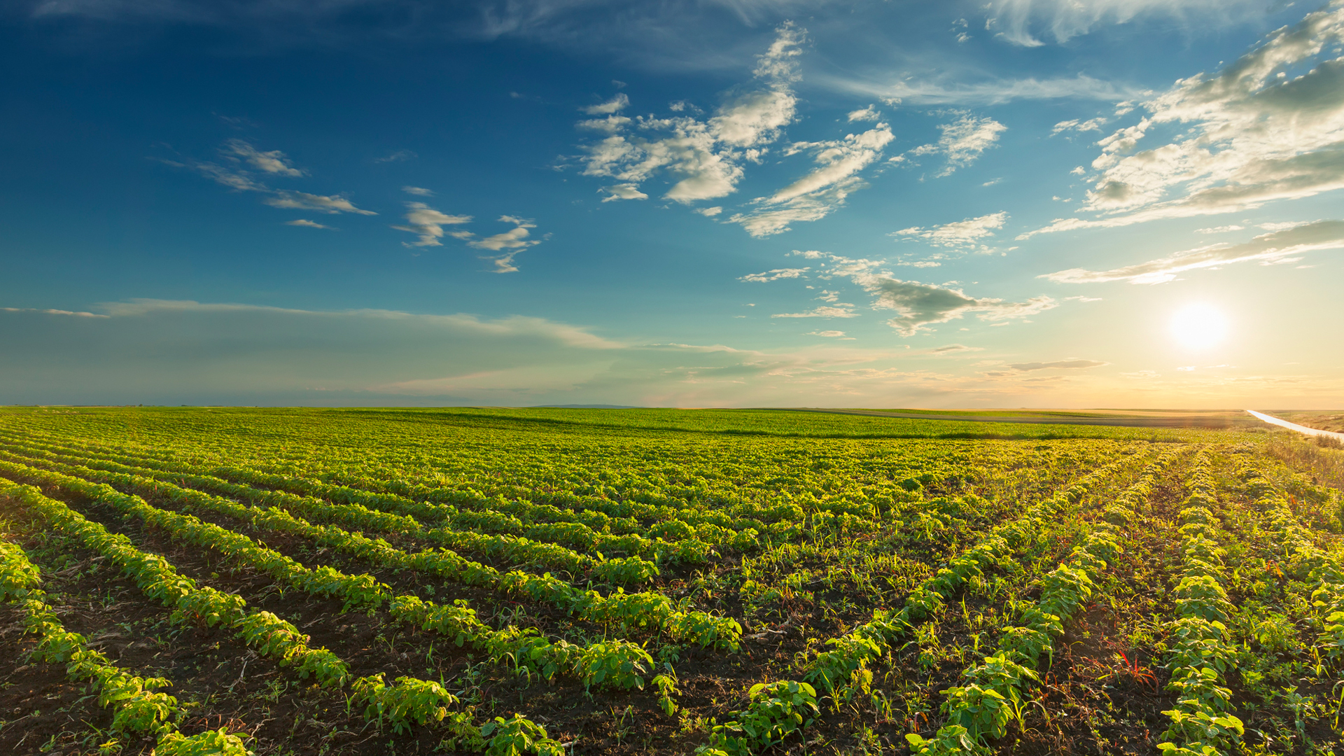 سبزآوران؛ پیشگام در کنترل بیولوژیک آفات