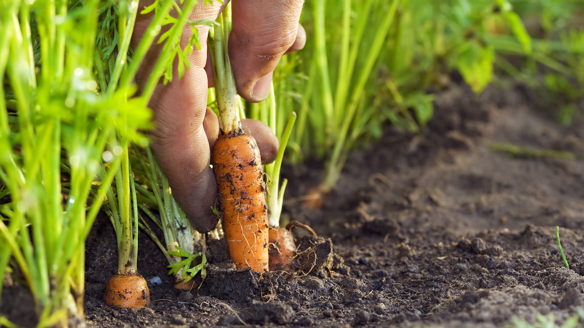 تولید و عرضه تخصصی عوامل کنترل بیولوژیک