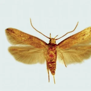Sitotroga cerealella