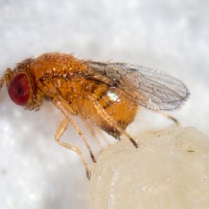 زنبور تریکوگراما (Trichogramma brassicae)