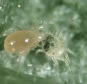 کنه شکارگر فیتوزئولوس (Phytoseiulus persimilis)