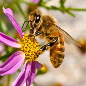 Trichogramma brassicae