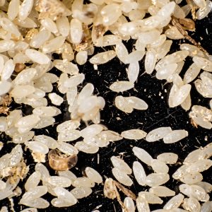 تخم سیتوتروگا (Sitotroga cerealella)