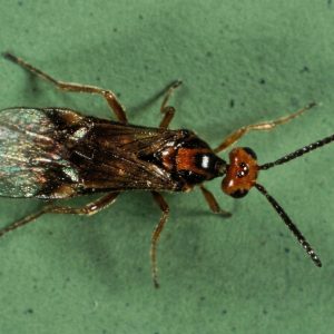 زنبور براکون (Habrobracon heetor)