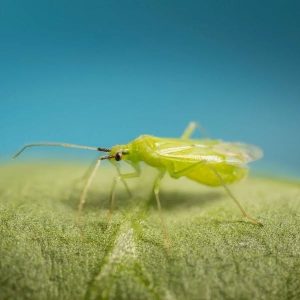 Macrolophus caliginosus